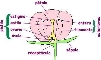 Cfb Ano Divis O Angyospermae