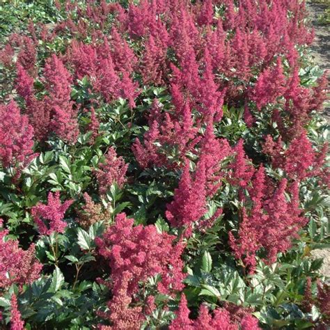 Prachtspiere Montgomery Astilbe Japonica Montgomery Auch Das