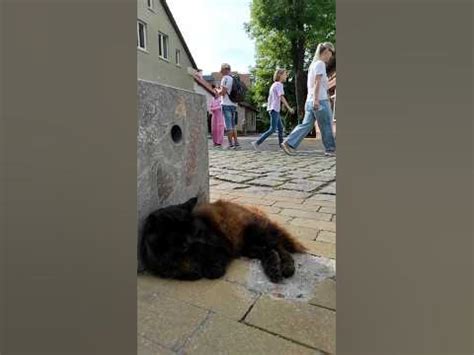 В любой непонятной ситуации будь невозмутим, как котик #cat #море # ...