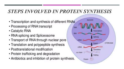 Protein synthesis | PPT