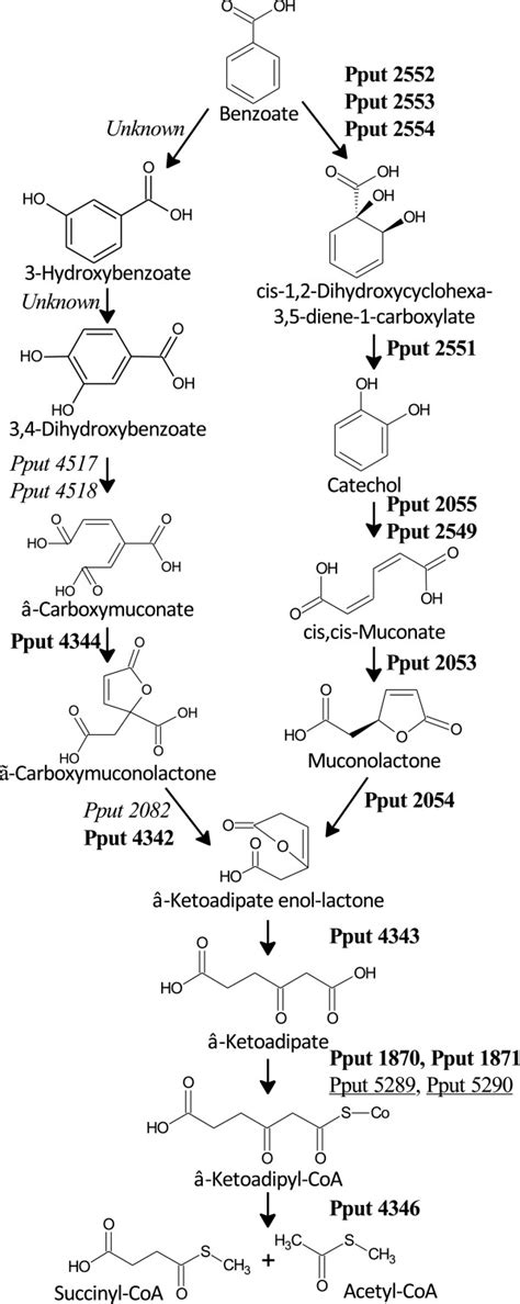 Kegg Pathway Map For Benzoate Degradation In P Putida F1 The Proteins