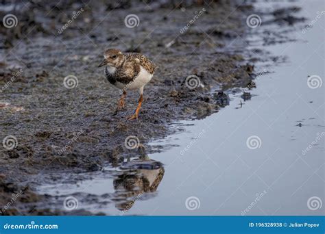 Foraging Ruddy Turnstone Wading Bird Arenaria Interpres Along The