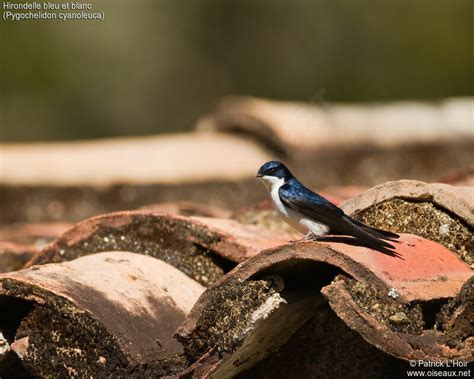 Hirondelle Bleu Et Blanc Photos Page