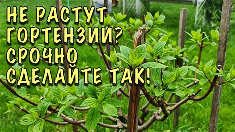 Гортензии ПРЕВРАТЯТСЯ В ШИКАРНЫЕ КУСТЫ. Подкормите ИХ ТАК - YouTube