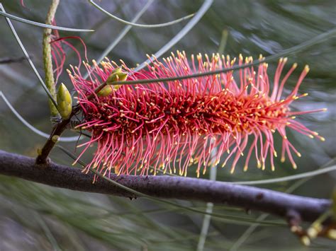 Join Our Guided Walks Kings Park Volunteer Guides Perth Walking Tours