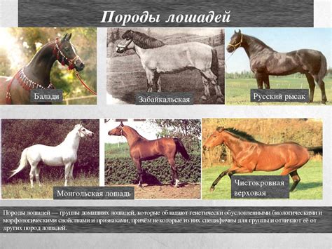 Описание разных пород лошадей, классификация с названиями и фотографиями