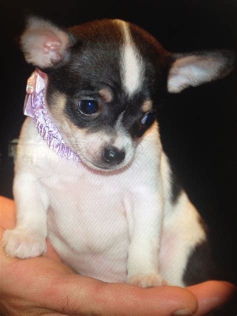 Chihuahuas For Sale Near Me Hoobly Pets Lovers