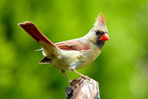 Facts About the Female Cardinal (With Pictures!)