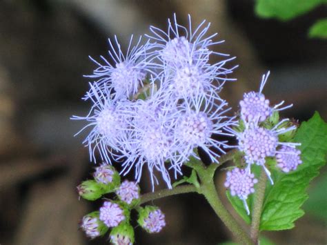 Conoclinium Coelestinum Ageratum Blue Boneset Blue Mistflower Blue