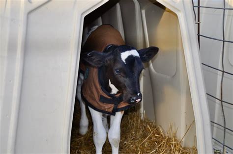 Caring For Calves In The Winter Msu Extension