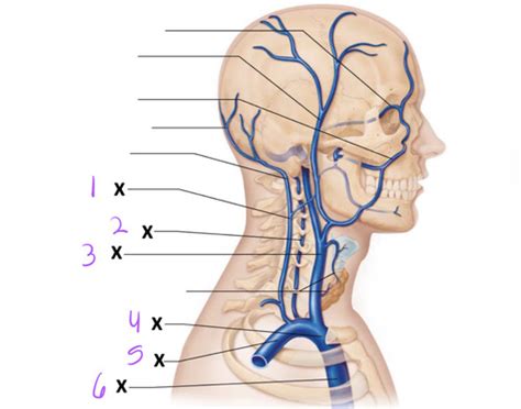 Lab Practical Veins Flashcards Quizlet