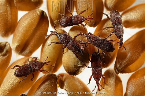 Grain Weevil stock photo - Minden Pictures