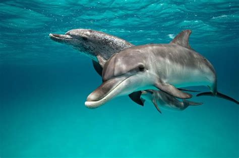 Intimate Details Of Dolphin Sex Revealed Dolphins Common Bottlenose