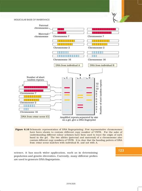 Ncert Book Class Biology Chapter Evolution Session