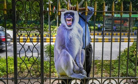 7 Lakh Plants To Langur Cutouts How Delhi Is Prepping For G20 Summit