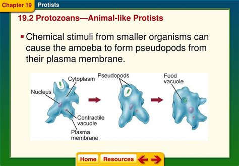 Ppt Chapter 19 Protists Powerpoint Presentation Free Download Id3680888