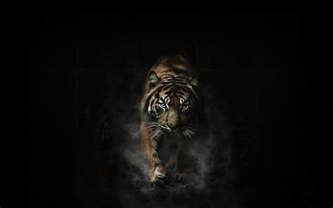 Tiger Computer Backgrounds