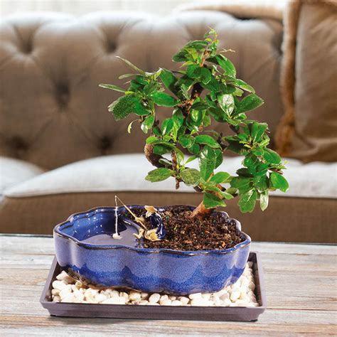 Fukien Tea Bonsai Buy Online At Brecks Ts