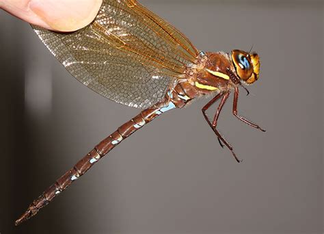 Brun Mosaiksl Nda Brown Hawker Aeshna Grandis