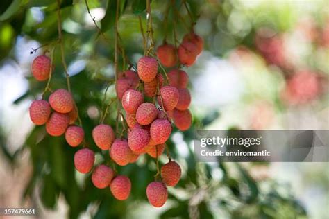 Lychee Orchard Photos And Premium High Res Pictures Getty Images