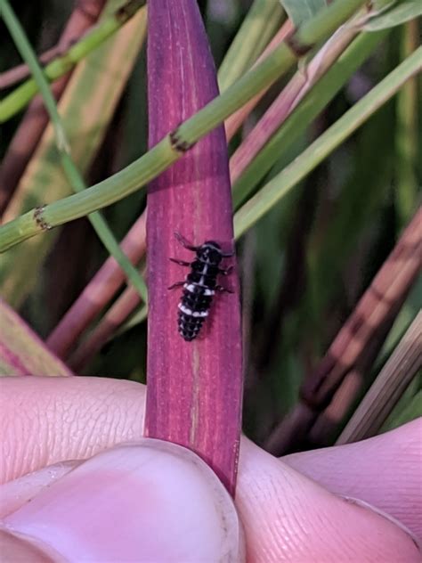 Lady Beetle Life Cycle and Larval Stage · iNaturalist Canada