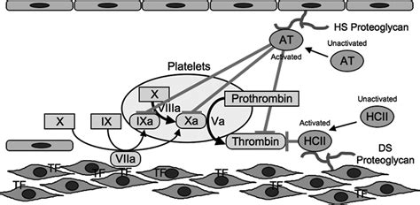 Heparin Cofactor II Modulates The Response To Vascular Injury