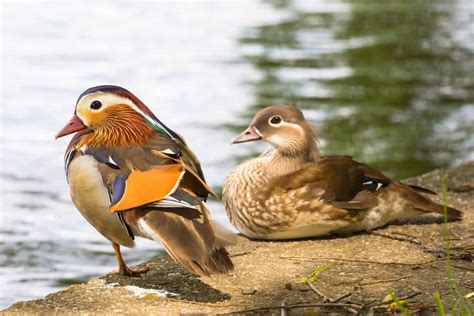 Male Vs Female Ducks Main Differences Bird Helpful