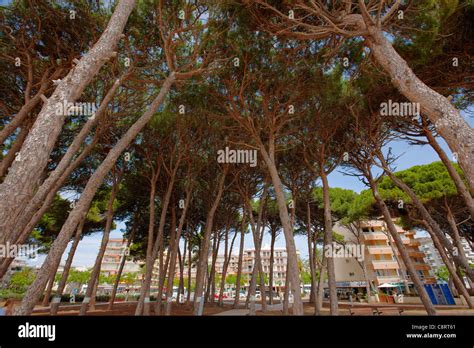 Canopy Of Pine Trees La Pineda Costa Dorada Catalonia Spain Stock