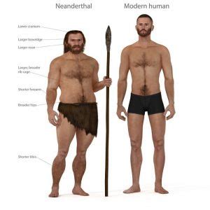 Neanderthal VS. Homo Sapien: What Are the Differences? – Difference Camp