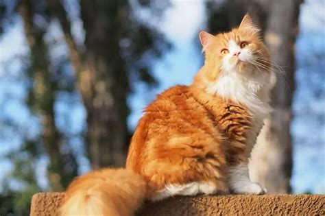 Сколько растет шерсть у кошек после стрижки