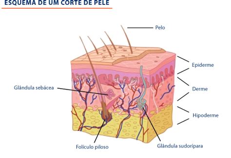 A Pele Dermatologia Netdermatologia Net