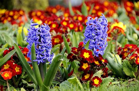 Flowers Close Up Flower Bed Flowerbed Spring Hyacinths HD