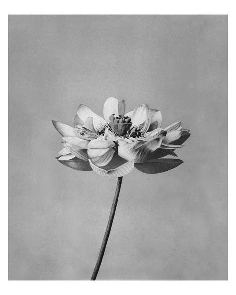 black  white flower images  vectors pngs mockups