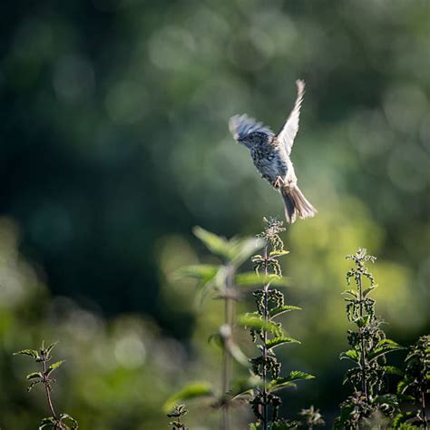 Top 60 Lark Flying Bird Wildlife Stock Photos, Pictures, and Images ...