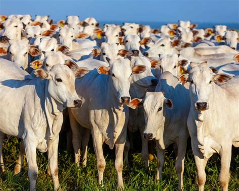 Pecuária no Brasil: Um Setor em Evolução com Foco no Bem-Estar Animal e ...