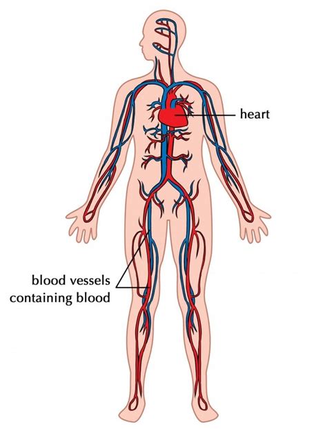 What Are Arteries Veins And Capillaries Scienceabc