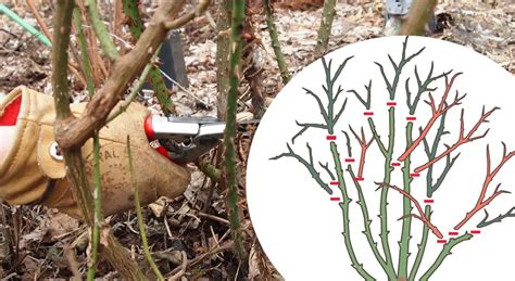 How To Prune Roses In The Spring Which Branches To Remove And Which To