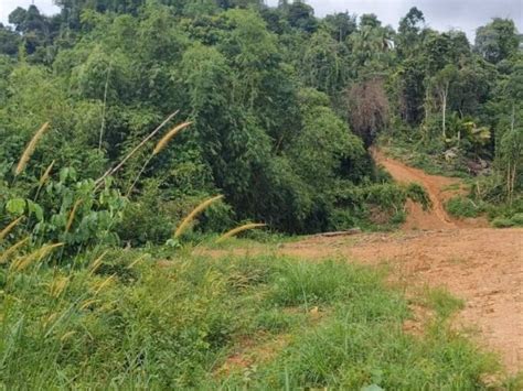 Durian Musang King Orchard Mixed Durian Farm Land For Sale In Malaysia