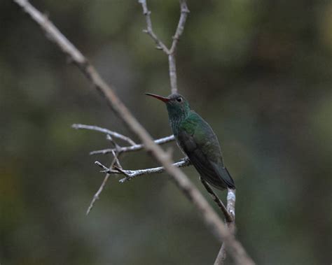 Foto Beija Flor De Garganta Verde Chionomesa Fimbriata Por Elizete