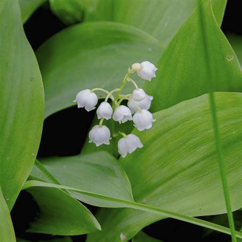 Главная страница - Государственный Лермонтовский музей-заповедник «Тарханы»