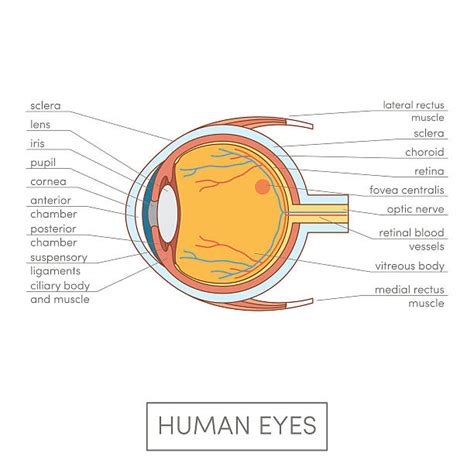 3239700 Fotos Bilder Und Lizenzfreie Bilder Zu Auge Anatomie Istock