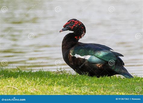 Large Drake Black Muscovy Duck Green Wings Red Wattles On Face Stock