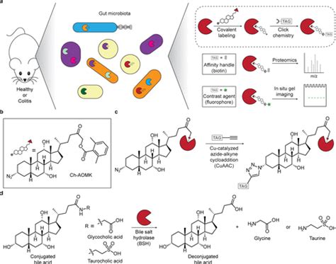 Chemoproteomic Profiling Of Gut Microbiota Associated Bile Salt