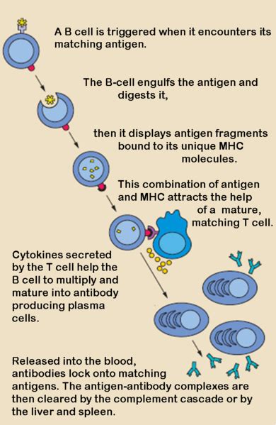 B Cell Wikidoc