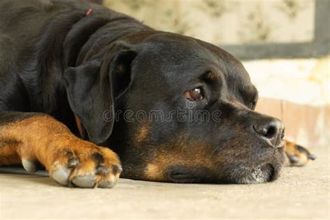 Retrato De Una Raza De Perro Rottweiler Un Perro Grosero Imagen De