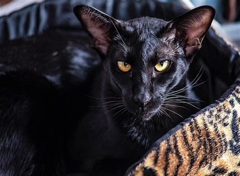 Does The Black Siamese Cat Exist Genetics Coat Colors Explained