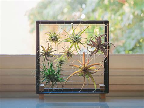 How To Grow And Care For Air Plants World Of Flowering Plants