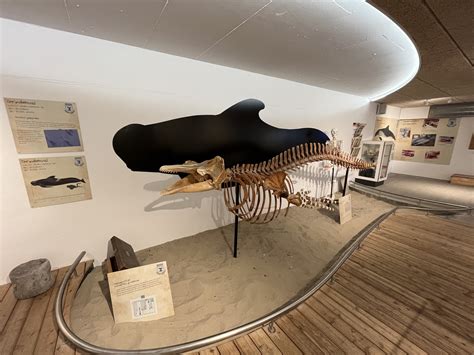 Whale Museum - Pilot Whale Skeleton - ZooChat