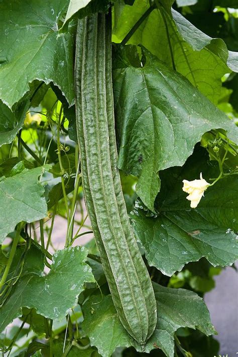 Sponge gourd (Luffa acutangula) | Alan Buckingham | Luffa, Seeds, Plants