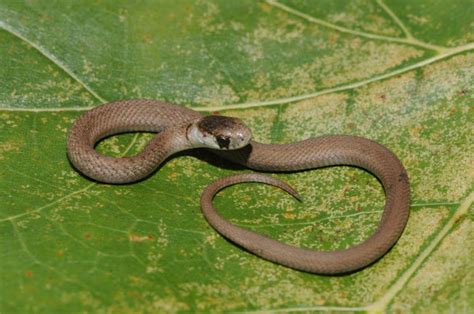 Texas Brownsnake Project Noah